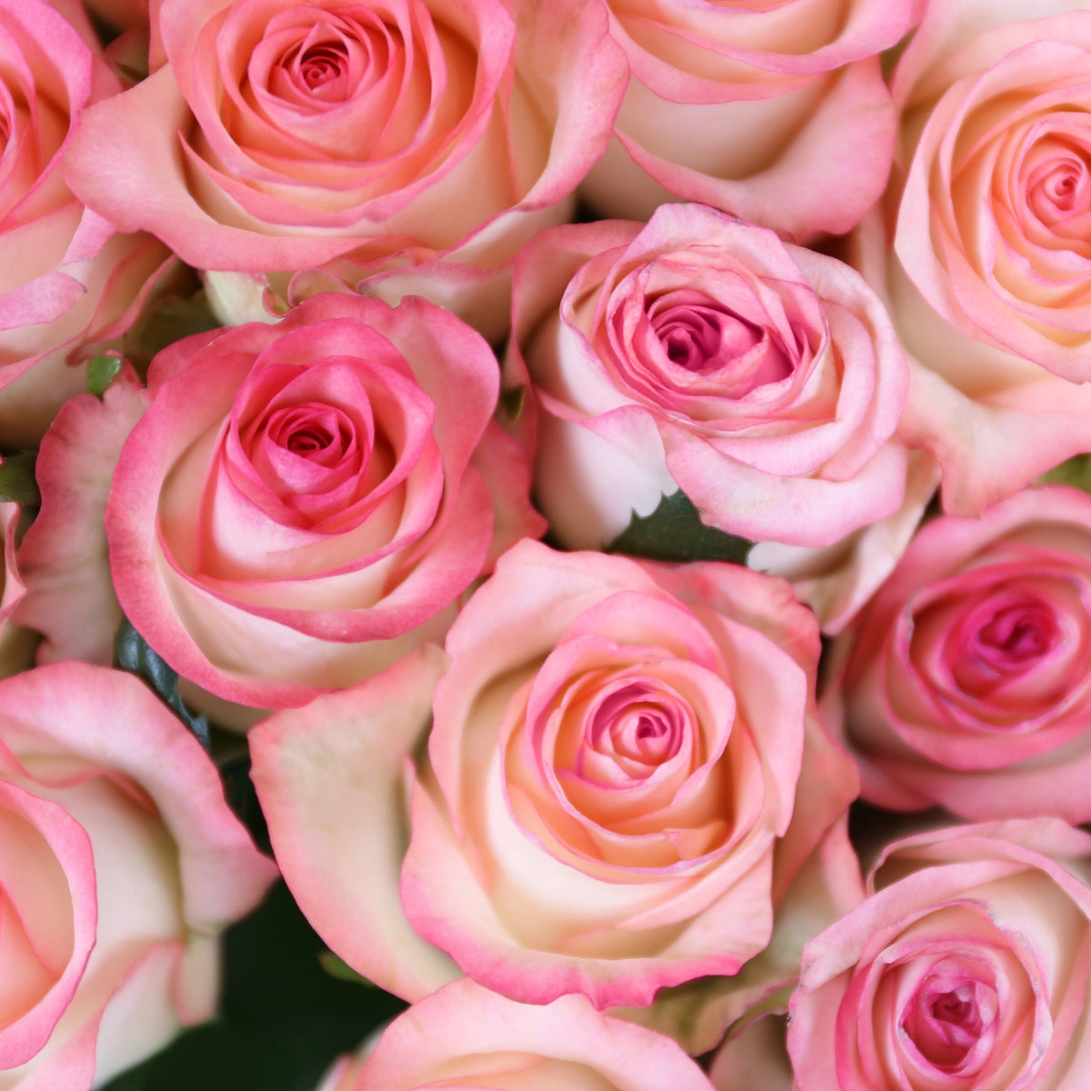 Fresh Roses