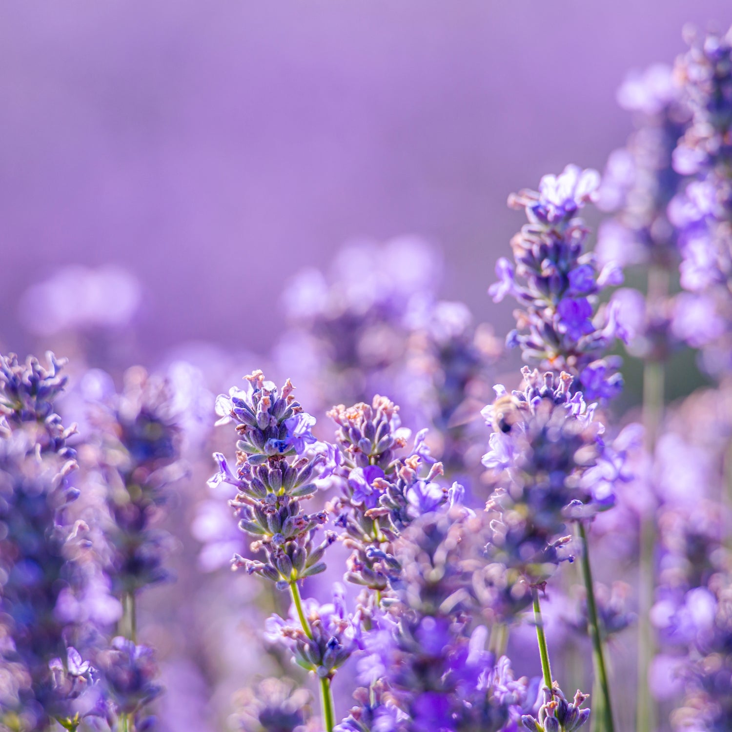 Moonlight Lavender Fragrance