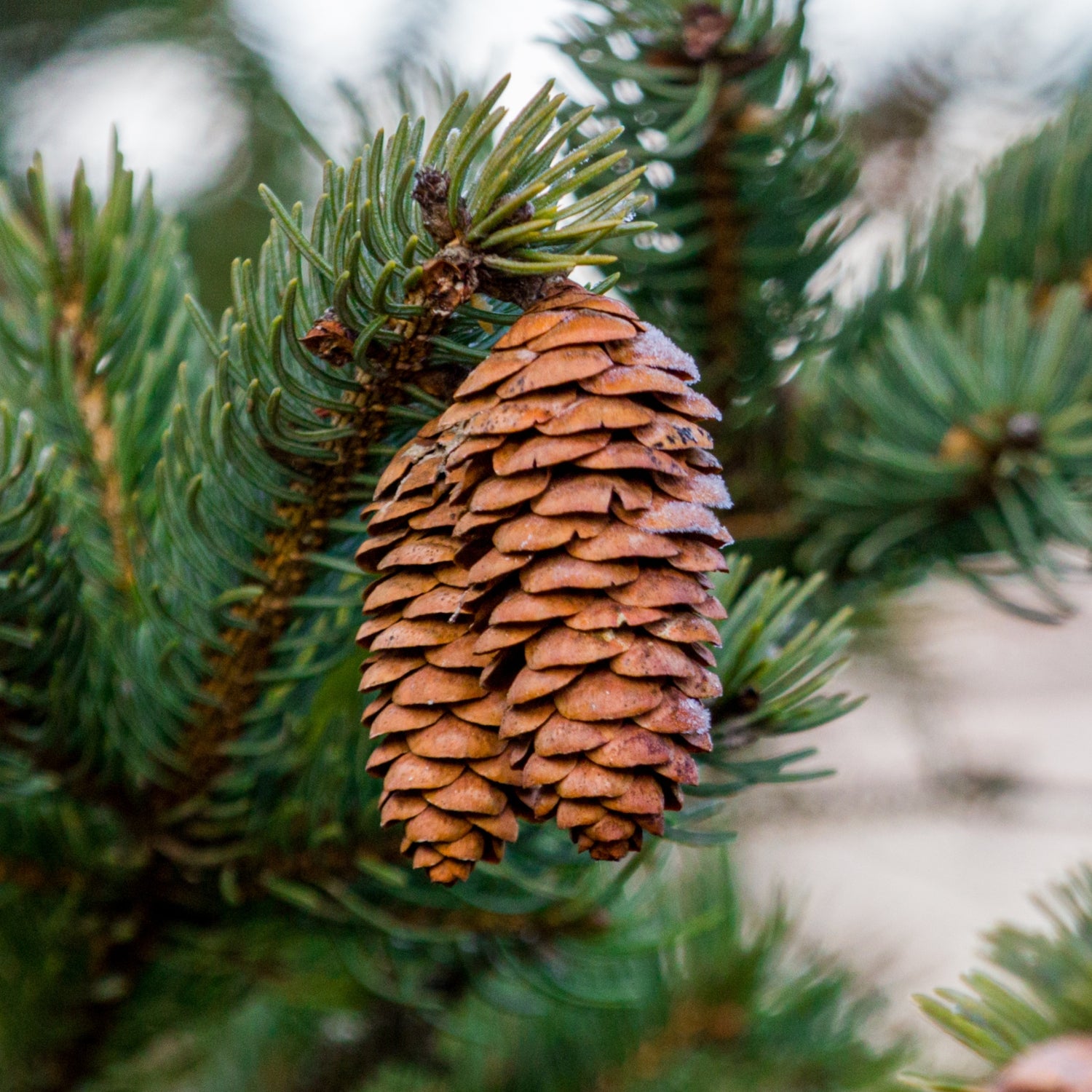 Pine Forest Retreat Fragrance
