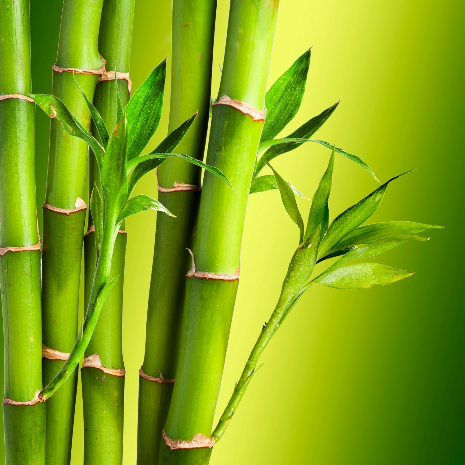Fresh Bamboo
